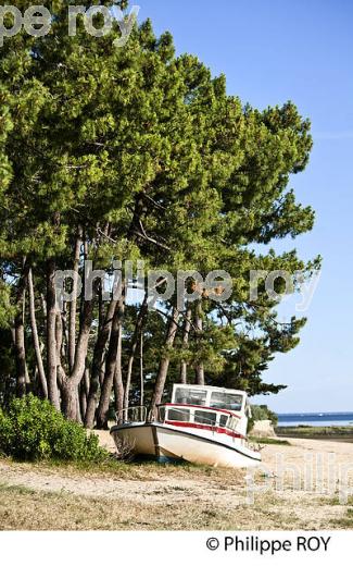 PINEDE, RESERVE NATURELLE DE SAINT BRICE, ARES , BASSIN D' ARCACHON, GIRONDE. (33F32703.jpg)