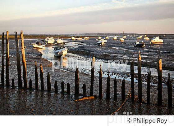 MAREE BASSE AU  PORT D' ARES, BASSIN D' ARCACHON, GIRONDE. (33F32715.jpg)