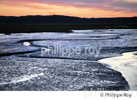 MAREE BASSE, RESERVE NATURELLE DES PRES SALES D' ARES , BASSIN D' ARCACHON, GIRONDE. (33F32803.jpg)