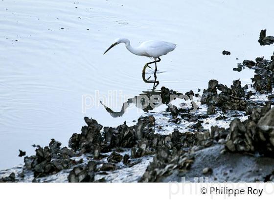 AIGRETTE GARZETTE, PORT D' ARES, BASSIN D' ARCACHON, GIRONDE. (33F32805.jpg)