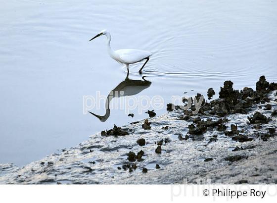 AIGRETTE GARZETTE, PORT D' ARES, BASSIN D' ARCACHON, GIRONDE. (33F32806.jpg)