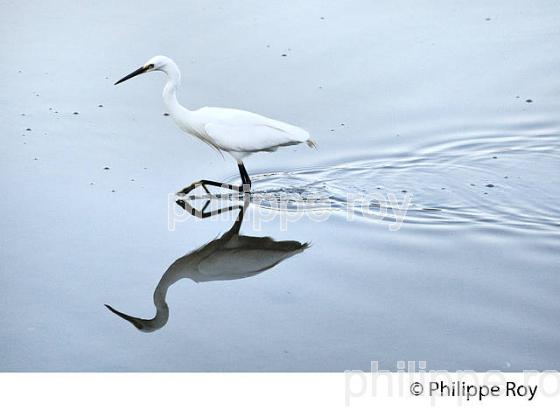 AIGRETTE GARZETTE, PORT D' ARES, BASSIN D' ARCACHON, GIRONDE. (33F32808.jpg)