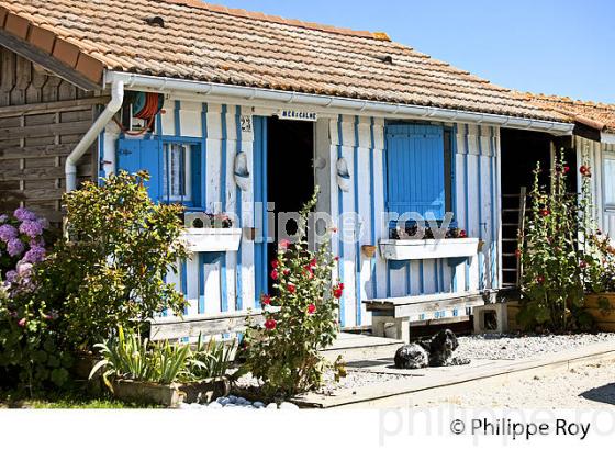 CABANE  D' OSTREICULTEUR, PORT OSTREICOLE   DE AUDENGE,  BASSIN D' ARCACHON, GIRONDE. (33F32825.jpg)