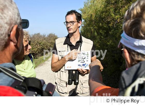 GUIDE ORNITHOLOGIQUE,  RESERVE NATURELLE DU DOMAINE DE CERTES ET GRAVEYRON, AUDENGE , BASSIN D' ARCACHON, GIRONDE. (33F33006.jpg)