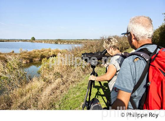 OBSERVATION DES OISEAUX,  RESERVE NATURELLE DU DOMAINE DE CERTES ET GRAVEYRON, AUDENGE , BASSIN D' ARCACHON, GIRONDE. (33F33007.jpg)