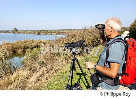 OBSERVATION DES OISEAUX,  RESERVE NATURELLE DU DOMAINE DE CERTES ET GRAVEYRON, AUDENGE , BASSIN D' ARCACHON, GIRONDE. (33F33008.jpg)