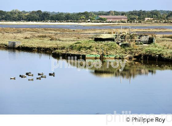 TONNE DE CHASSE AU CANARD,  DOMAINE DE CERTES ET GRAVEYRON, AUDENGE , BASSIN D' ARCACHON, GIRONDE. (33F33032.jpg)