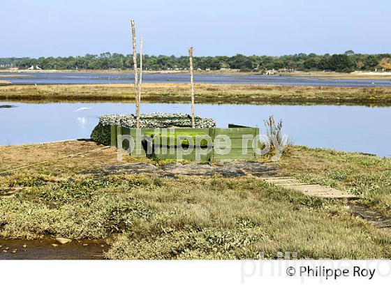 TONNE DE CHASSE AU CANARD,  DOMAINE DE CERTES ET GRAVEYRON, AUDENGE , BASSIN D' ARCACHON, GIRONDE. (33F33035.jpg)