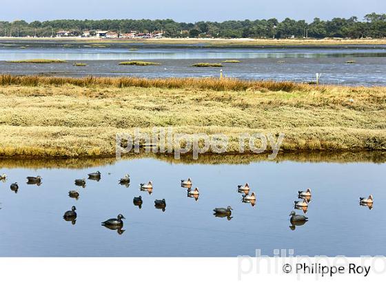 TONNE DE CHASSE AU CANARD,  DOMAINE DE CERTES ET GRAVEYRON, AUDENGE , BASSIN D' ARCACHON, GIRONDE. (33F33036.jpg)