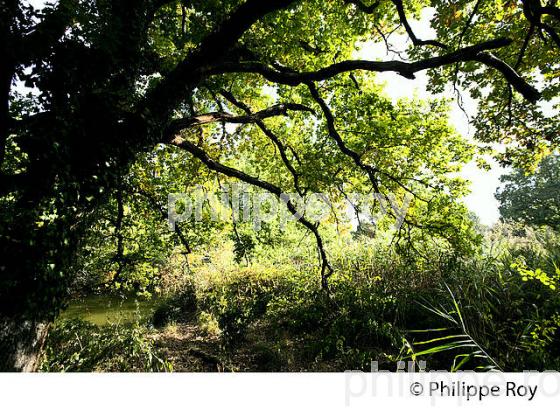 RUISSEAU DE LANTON, RESERVE NATURELLE DU DOMAINE DE CERTES ET GRAVEYRON, AUDENGE , BASSIN D' ARCACHON, GIRONDE. (33F33039.jpg)
