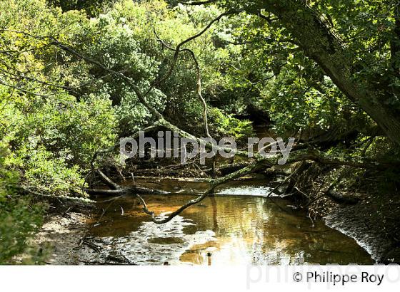 RUISSEAU DE LANTON, RESERVE NATURELLE DU DOMAINE DE CERTES ET GRAVEYRON, AUDENGE , BASSIN D' ARCACHON, GIRONDE. (33F33040.jpg)