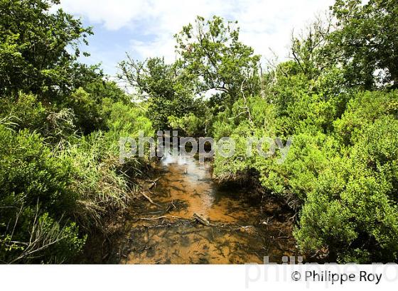 RUISSEAU DE LANTON, RESERVE NATURELLE DU DOMAINE DE CERTES ET GRAVEYRON, AUDENGE , BASSIN D' ARCACHON, GIRONDE. (33F33101.jpg)