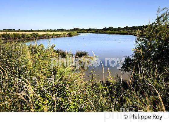 BASSIN D' EAU,  RESERVE NATURELLE, DOMAINE DE CERTES ET GRAVEYRON, AUDENGE , BASSIN D' ARCACHON, GIRONDE. (33F33105.jpg)