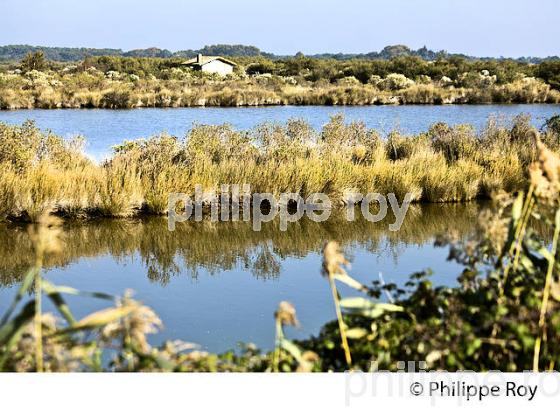 BASSIN D' EAU,  RESERVE NATURELLE, DOMAINE DE CERTES ET GRAVEYRON, AUDENGE , BASSIN D' ARCACHON, GIRONDE. (33F33107.jpg)