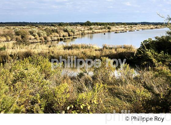 BASSIN D' EAU,  RESERVE NATURELLE, DOMAINE DE CERTES ET GRAVEYRON, AUDENGE , BASSIN D' ARCACHON, GIRONDE. (33F33108.jpg)