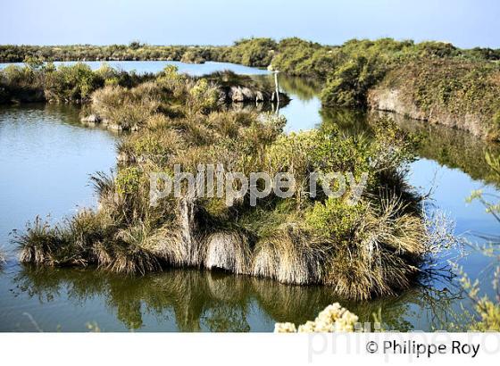 BASSIN D' EAU,  RESERVE NATURELLE, DOMAINE DE CERTES ET GRAVEYRON, AUDENGE , BASSIN D' ARCACHON, GIRONDE. (33F33112.jpg)