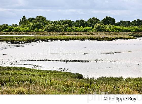 L' ESTRAN A MAREE BASSE, RESERVE NATURELLE, DOMAINE DE CERTES ET GRAVEYRON, AUDENGE , BASSIN D' ARCACHON, GIRONDE. (33F33115.jpg)