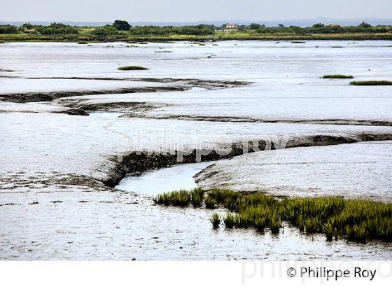 L' ESTRAN A MAREE BASSE, RESERVE NATURELLE, DOMAINE DE CERTES ET GRAVEYRON, AUDENGE , BASSIN D' ARCACHON, GIRONDE. (33F33118.jpg)