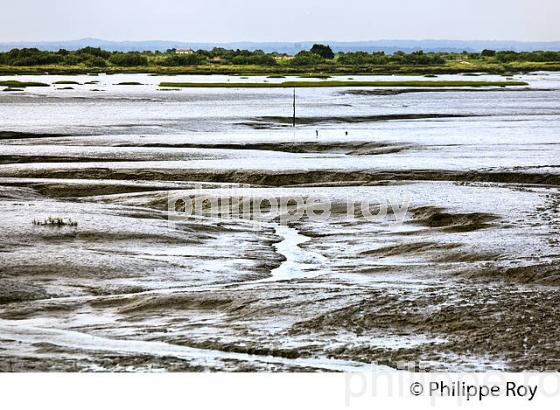 L' ESTRAN A MAREE BASSE, RESERVE NATURELLE, DOMAINE DE CERTES ET GRAVEYRON, AUDENGE , BASSIN D' ARCACHON, GIRONDE. (33F33119.jpg)