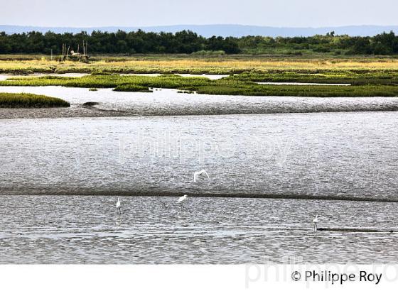 AIGRETTE GARZETTE, L' ESTRAN A MAREE BASSE, RESERVE NATURELLE, DOMAINE DE CERTES ET GRAVEYRON, AUDENGE , BASSIN D' ARCACHON, GIRONDE. (33F33120.jpg)