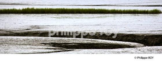 L' ESTRAN A MAREE BASSE, RESERVE NATURELLE, DOMAINE DE CERTES ET GRAVEYRON, AUDENGE , BASSIN D' ARCACHON, GIRONDE. (33F33121.jpg)