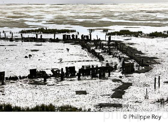 L' ESTRAN A MAREE BASSE, RESERVE NATURELLE, DOMAINE DE CERTES ET GRAVEYRON, AUDENGE , BASSIN D' ARCACHON, GIRONDE. (33F33125.jpg)