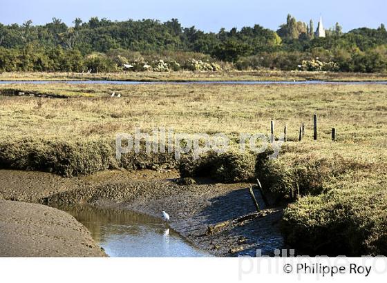 L' ESTRAN A MAREE BASSE, RESERVE NATURELLE, DOMAINE DE CERTES ET GRAVEYRON, AUDENGE , BASSIN D' ARCACHON, GIRONDE. (33F33130.jpg)