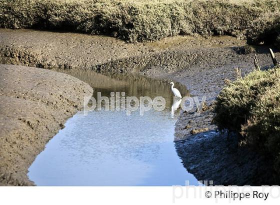 AIGRETTE GARZETTE, L' ESTRAN A MAREE BASSE, RESERVE NATURELLE, DOMAINE DE CERTES ET GRAVEYRON, AUDENGE , BASSIN D' ARCACHON, GIRONDE. (33F33134.jpg)