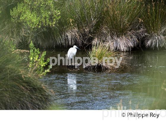 AIGRETTE GARZETTE,  RESERVE NATURELLE,  DOMAINE DE CERTES ET GRAVEYRON, AUDENGE , BASSIN D' ARCACHON, GIRONDE. (33F33136.jpg)