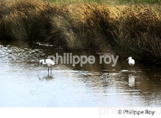 AIGRETTE GARZETTE,  RESERVE NATURELLE,  DOMAINE DE CERTES ET GRAVEYRON, AUDENGE , BASSIN D' ARCACHON, GIRONDE. (33F33137.jpg)