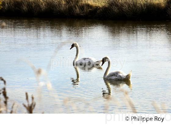 CYGNE, RESERVE NATURELLE  DOMAINE DE CERTES ET GRAVEYRON, AUDENGE , BASSIN D' ARCACHON, GIRONDE. (33F33139.jpg)