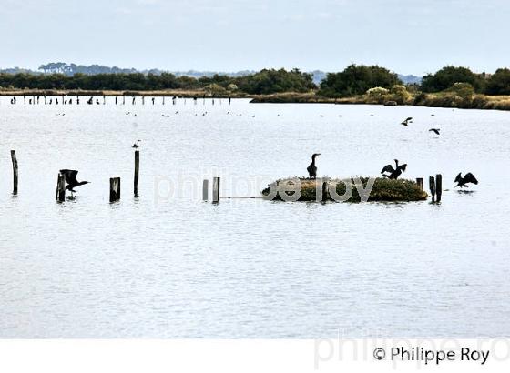 CORMORAN, BASSIN D' EAU,  RESERVE NATURELLE, DOMAINE DE CERTES ET GRAVEYRON, AUDENGE , BASSIN D' ARCACHON, GIRONDE. (33F33202.jpg)