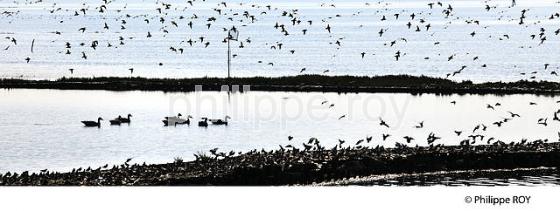 BECASSEAU,  RESERVE NATURELLE,  DOMAINE DE CERTES ET GRAVEYRON, AUDENGE , BASSIN D' ARCACHON, GIRONDE. (33F33205.jpg)