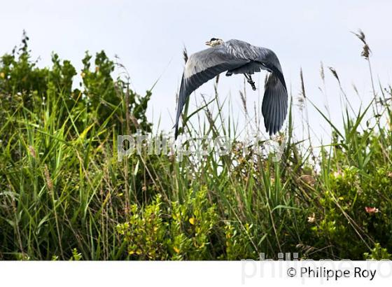 HERON,  RESERVE NATURELLE,  DOMAINE DE CERTES ET GRAVEYRON, AUDENGE , BASSIN D' ARCACHON, GIRONDE. (33F33208.jpg)