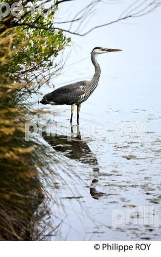 HERON,  RESERVE NATURELLE,  DOMAINE DE CERTES ET GRAVEYRON, AUDENGE , BASSIN D' ARCACHON, GIRONDE. (33F33209.jpg)