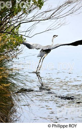 HERON,  RESERVE NATURELLE,  DOMAINE DE CERTES ET GRAVEYRON, AUDENGE , BASSIN D' ARCACHON, GIRONDE. (33F33210.jpg)