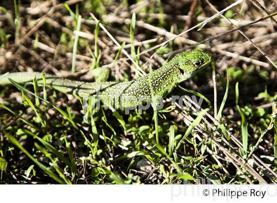 LEZARD VERT ,RESERVE NATURELLE DU DOMAINE DE CERTES ET GRAVEYRON, AUDENGE , BASSIN D' ARCACHON, GIRONDE. (33F33211.jpg)