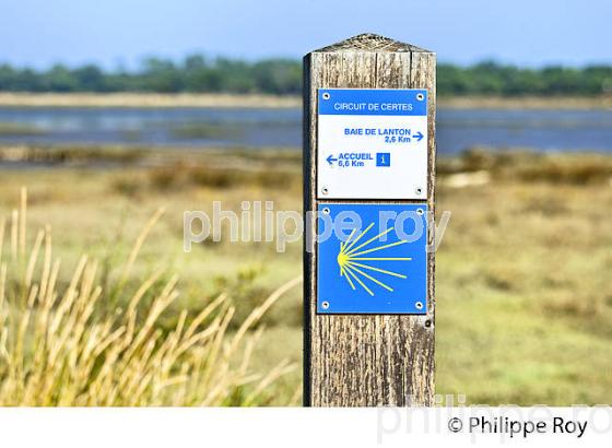 BALISAGE, RANDONNEE PEDESTRE, RESERVE NATURELLE DU DOMAINE DE CERTES ET GRAVEYRON, AUDENGE , BASSIN D' ARCACHON, GIRONDE. (33F33213.jpg)