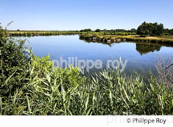 GRAVEYRON, RESERVE NATURELLE, DOMAINE DE CERTES ET GRAVEYRON, AUDENGE , BASSIN D' ARCACHON, GIRONDE. (33F33215.jpg)