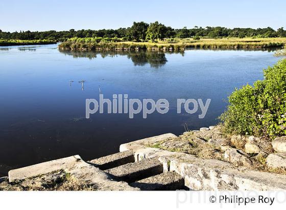 GRAVEYRON, ECLUSE,  RESERVE NATURELLE, DOMAINE DE CERTES ET GRAVEYRON, AUDENGE , BASSIN D' ARCACHON, GIRONDE. (33F33216.jpg)