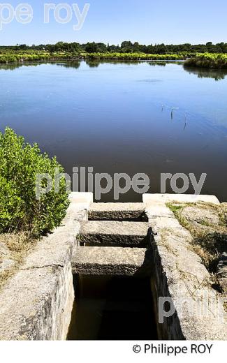 GRAVEYRON, ECLUSE,  RESERVE NATURELLE, DOMAINE DE CERTES ET GRAVEYRON, AUDENGE , BASSIN D' ARCACHON, GIRONDE. (33F33219.jpg)