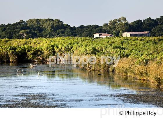 GRAVEYRON, RESERVE NATURELLE,  DOMAINE DE CERTES ET GRAVEYRON, AUDENGE , BASSIN D' ARCACHON, GIRONDE. (33F33221.jpg)