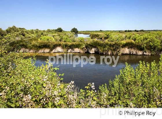 GRAVEYRON, RESERVE NATURELLE, DOMAINE DE CERTES ET GRAVEYRON, AUDENGE , BASSIN D' ARCACHON, GIRONDE. (33F33224.jpg)