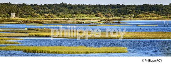 GRAVEYRON, RESERVE NATURELLE, DOMAINE DE CERTES ET GRAVEYRON, AUDENGE , BASSIN D' ARCACHON, GIRONDE. (33F33227.jpg)