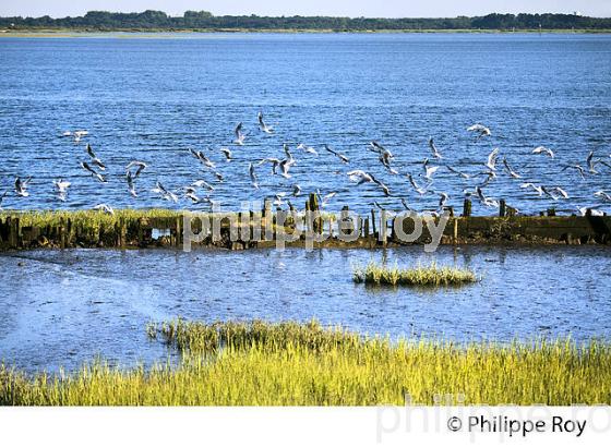 STERNE, GRAVEYRON, RESERVE NATURELLE ,  DOMAINE DE CERTES ET GRAVEYRON, AUDENGE , BASSIN D' ARCACHON, GIRONDE. (33F33230.jpg)