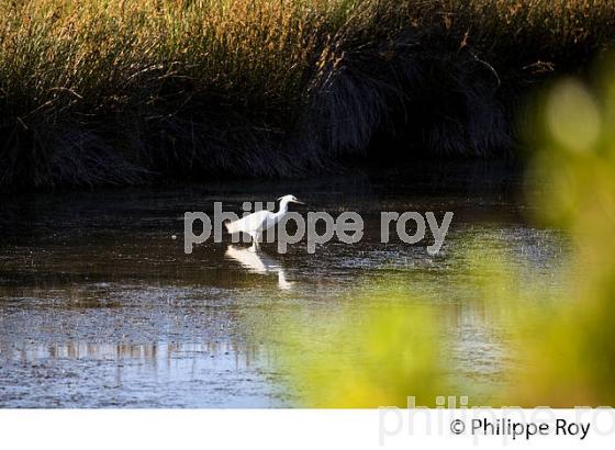 AIGRETTE GARZETTE, GRAVEYRON, RESERVE NATURELLE,  DOMAINE DE CERTES ET GRAVEYRON, AUDENGE , BASSIN D' ARCACHON, GIRONDE. (33F33234.jpg)