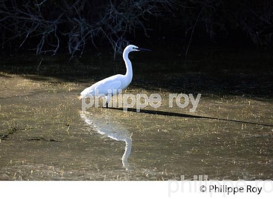 AIGRETTE GARZETTE, GRAVEYRON, RESERVE NATURELLE,  DOMAINE DE CERTES ET GRAVEYRON, AUDENGE , BASSIN D' ARCACHON, GIRONDE. (33F33235.jpg)