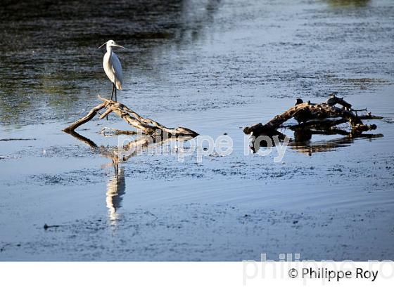 AIGRETTE GARZETTE, GRAVEYRON, RESERVE NATURELLE,  DOMAINE DE CERTES ET GRAVEYRON, AUDENGE , BASSIN D' ARCACHON, GIRONDE. (33F33237.jpg)