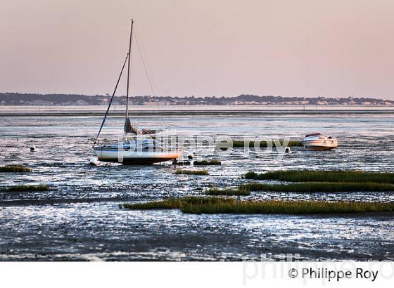 PLAGE  DE CASSY, MAREE BASSE, COMMUNE DE  LANTON, BASSIN D' ARCACHON, GIRONDE. (33F33335.jpg)