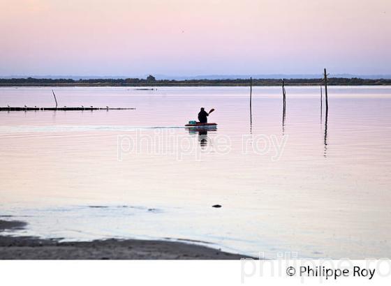 LEVER DU JOUR, PLAGE  DE CASSY, COMMUNE DE  LANTON, BASSIN D' ARCACHON, GIRONDE. (33F33403.jpg)